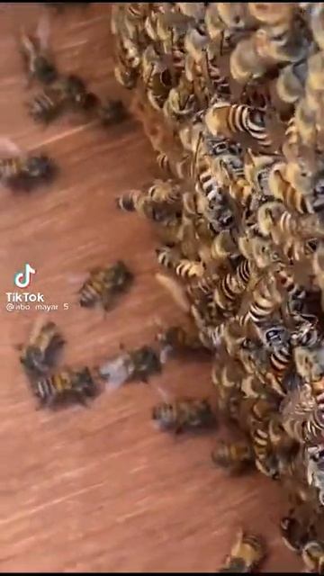 لحظة مشاهدة دودة الشمع (السرف) فى الخليه#تسرح وتمرح بين النحل واتلفناها! смотреть онлайн