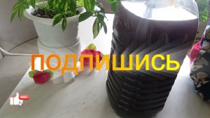 Фитоспорин М защита от болезней растений