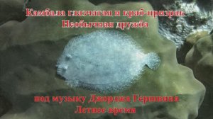 4. Камбала глазчатая и краб-призрак Необычная дружба под музыку Джорджа Гершвина Летнее время HD