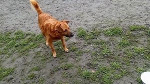 Соболю 5 лет!🎂🥳🐶🦮🐕