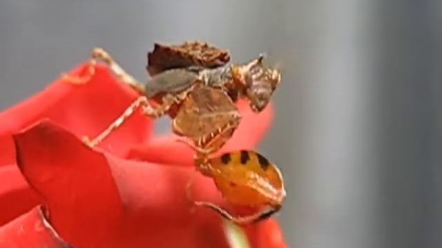 modliszki Hestiasula brunneriana смотреть онлайн