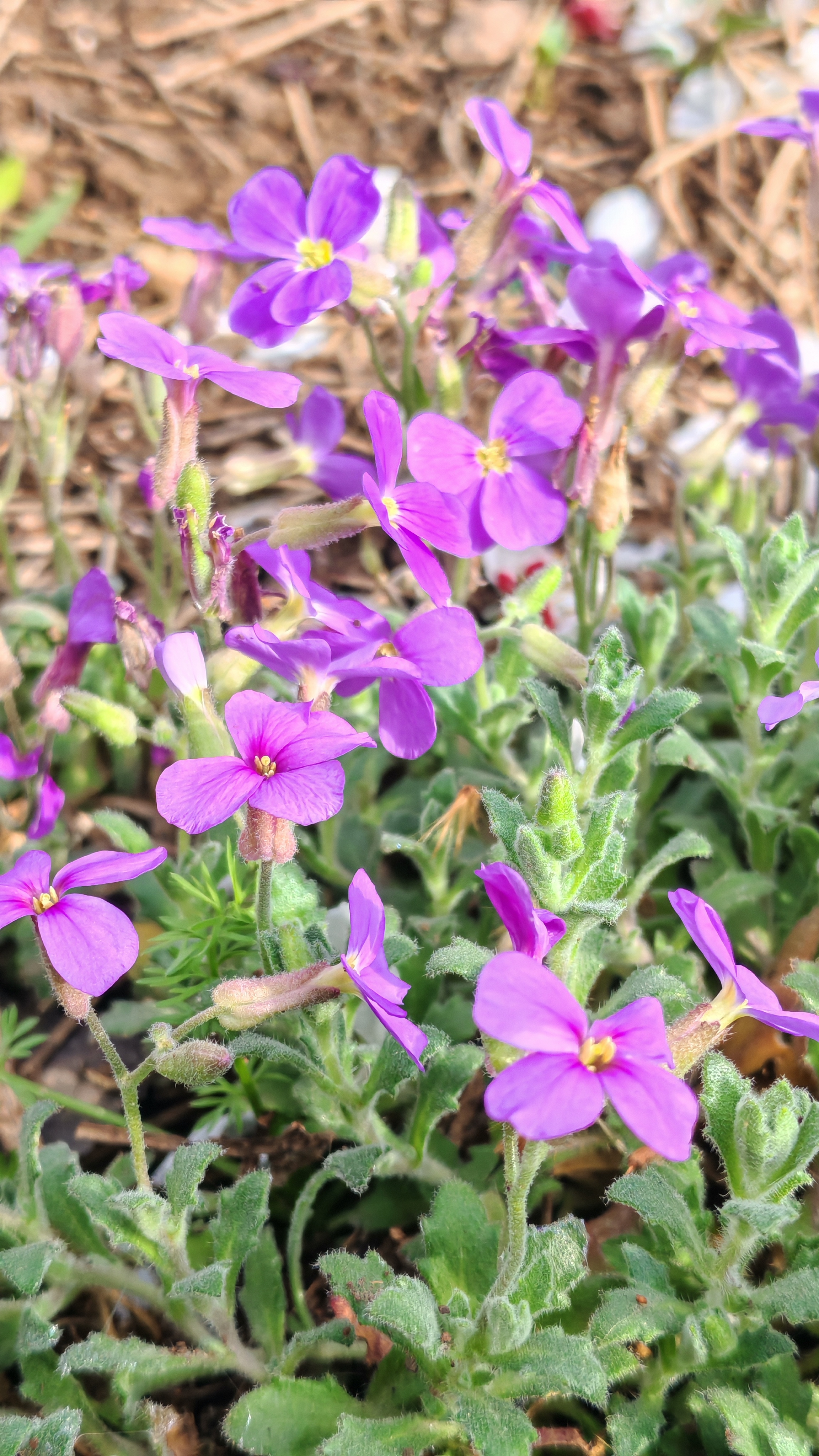 Обриетта зацвела на второй год💚 красавица какая) ожидания оправдались=)