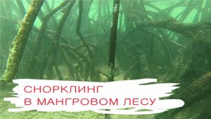 Снорклинг в мангровом лесу на Занзибаре