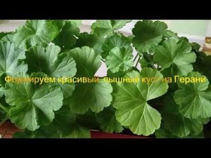 Формируем красивый, пышный куст на Герани