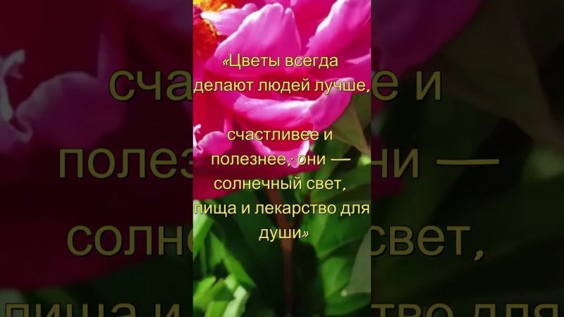 #цветы #розы #сад #garden #plants #flowers