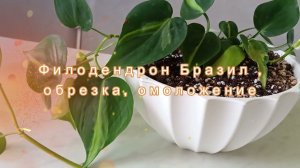 Филодендрон Бразил ,обрезка, омоложение