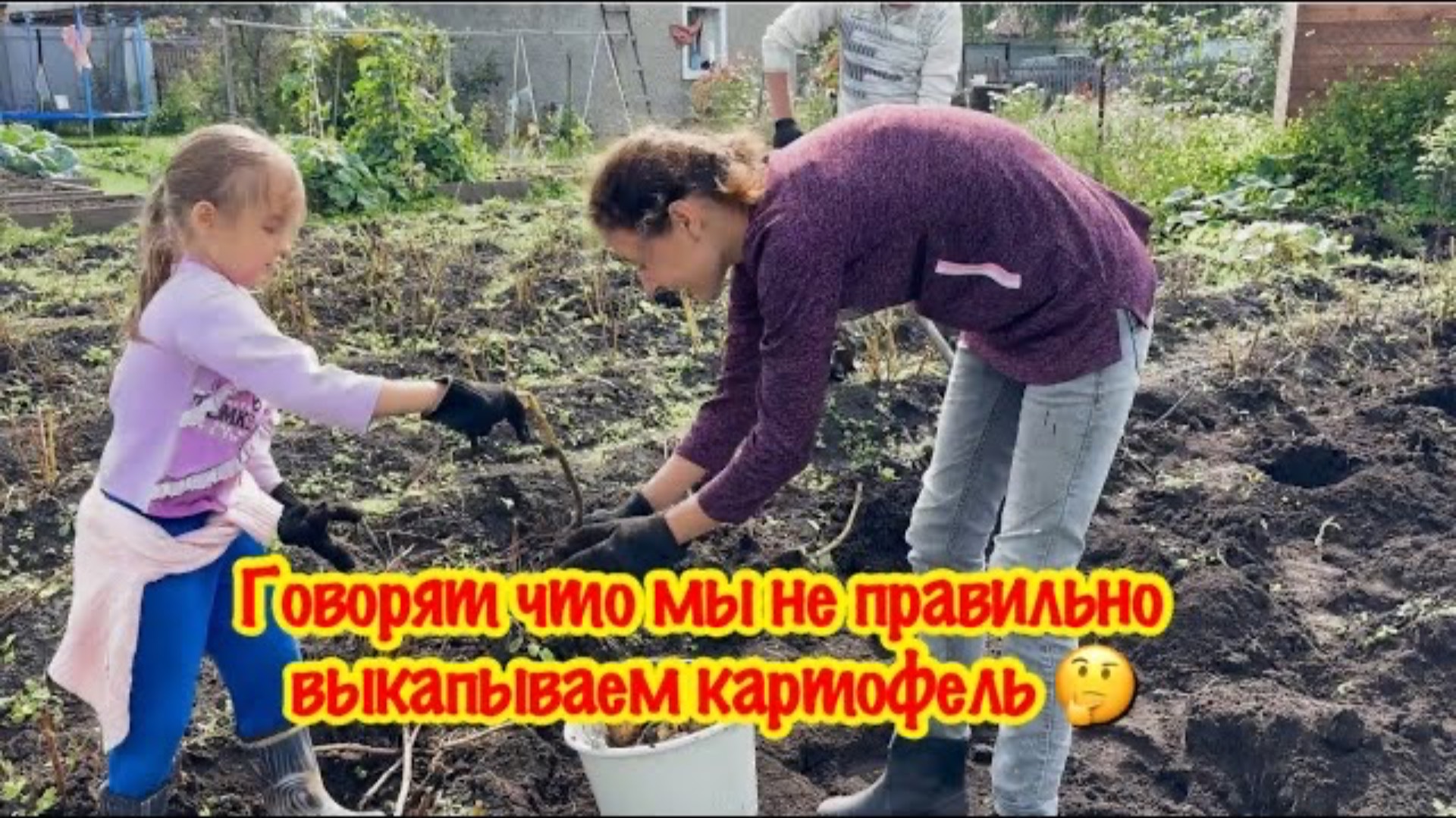 НАШ УРОЖАЙ КАРТОФЕЛЯ 2024/ВЫКОПАЛИ КАРТОШКУ И ЗАПЛАКАЛИ/СКОЛЬКО МЫ ВЫКОПАЛИ КАРТОФЕЛЯ /УРОЖАЙ 2024