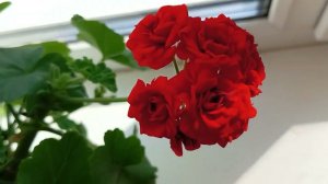 Тоник для Пышного цветения Герани