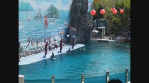 Такие забавные дельфины!👍👍👍