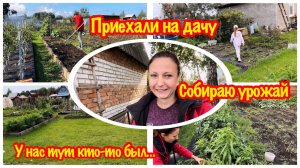 ПРИЕХАЛИ НА ДАЧУ ЧЕРЕЗ НЕДЕЛЮ…/У НАС КТО-ТО ПАКАСТИЛ НА ДАЧЕ/СОБИРАЮ УРОЖАЙ ПЕРЦА/МОЙ УРОЖАЙ ПЕРЦА