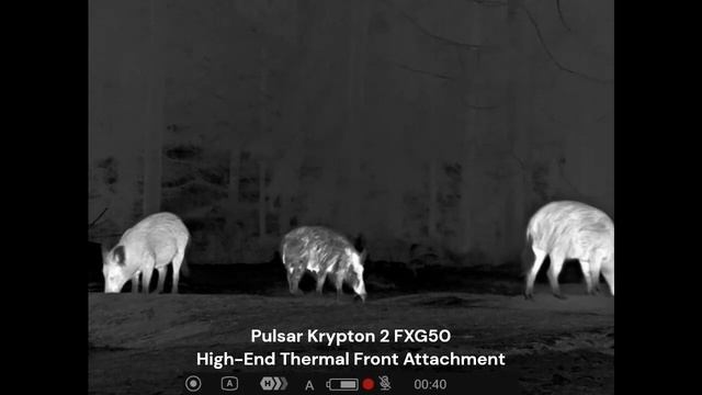 Pulsar Krypton 2 FXG50 - Thermal Front-Attachment - Wild Boar + Piglets