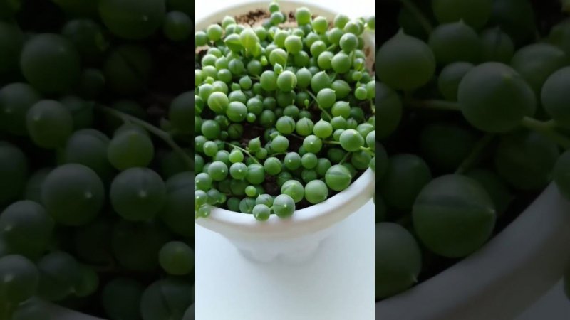 Цветы #цветы #розы #plants