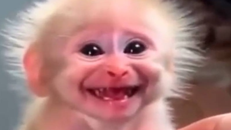 Мэмы