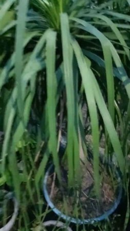 Ponytail palm ( Beaucarnea recurvata) Beauty...