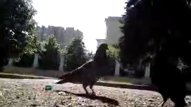 Откорм голубей. смотреть онлайн