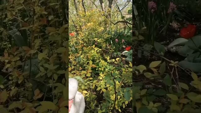 Моё увлечение-цветы.mp4