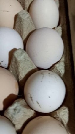 # домашние яйца ##вкусные и полезные#