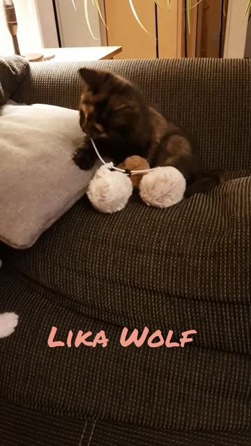 ПОЙМАЮ😍Смешные животные. Милые котики. Смешные коты. Cute kittens. Cute Teddy kittens Funny pets смотреть онлайн