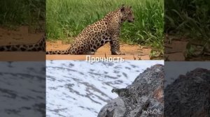 Ягуар vs снежный барс