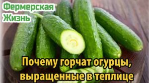 Почему горчат огурцы, выращенные в теплице