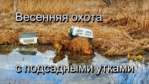 Охота с подсадными утками на селезня