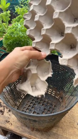 Картонный лоток для яиц помогает хорошо удерживать влагу🌿 #shorts #garden #советы