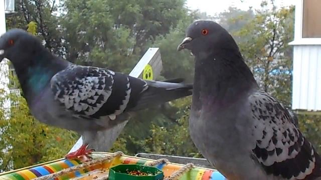 Воскресный завтрак Ромашки и Кокоса! смотреть онлайн