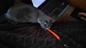 Кошка играет с игрушечной морковью.