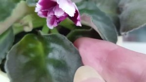 Коллекция Фиалок 2ч