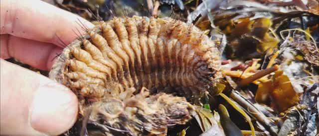 Шторм | Морепродукты | Краб стригун, осьминог) Сбор морепродуктов смотреть онлайн