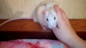 Бешеная крыса