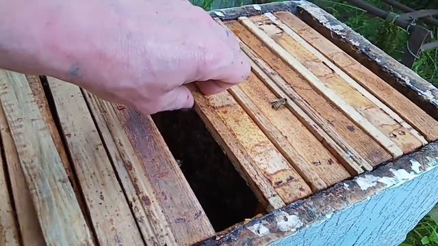 Четырех местный нуклеус смотреть онлайн