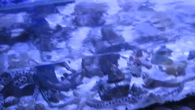 Hurghada Grand Aquarium Red Sea смотреть онлайн