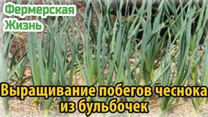 Выращивание побегов чеснока из бульбочек