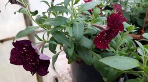 Обзор петунии вегетативной с названиями сортов!