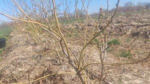 Обрезка взрослых кустов голубики