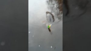 Крокодил - дил - дил 🦈! Что делать то, ребята, с этой Щукой монстром? 🎣🤔