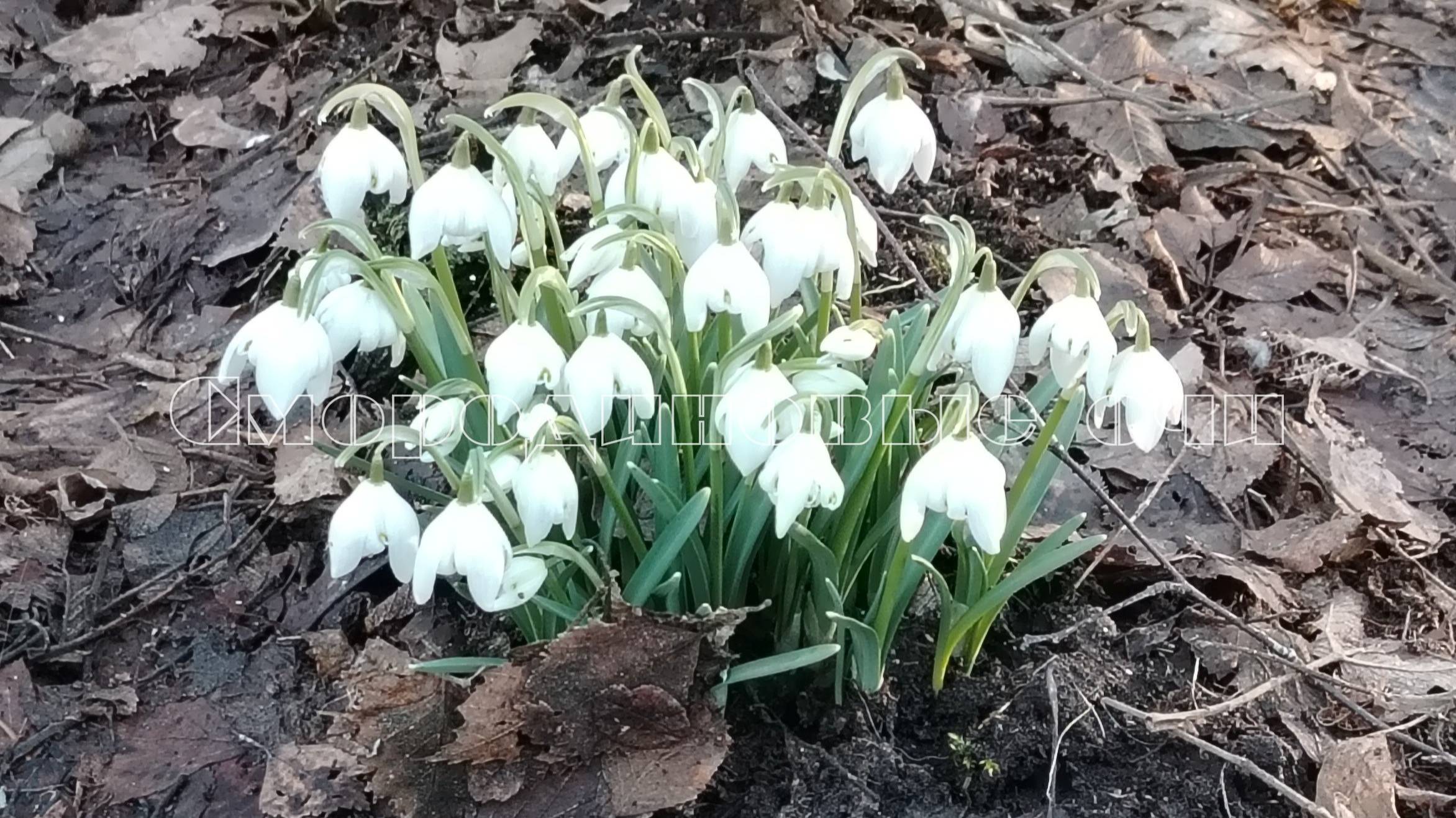 Чарующей весны прекрасные мгновения! Фото-видеозарисовка. смотреть онлайн