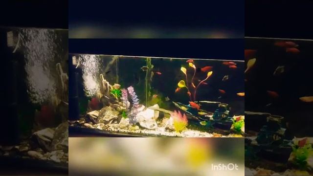 рыба аквариумная смотреть онлайн