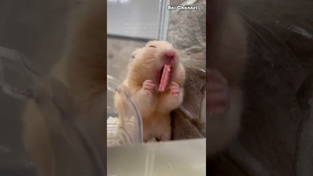 イチゴウエハース【キンクマハムスター】