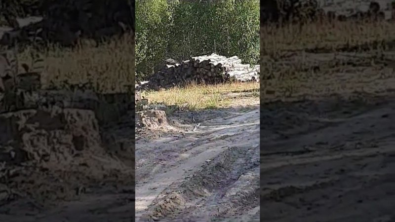 Лес срубили и бросили гнить