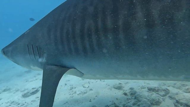 Тигровая акула идёт в атаку смотреть онлайн