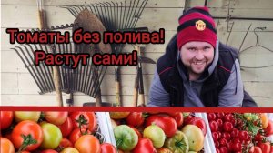 Томаты не поливаю! Собираю вёдрами!!! Мой опыт выращивания! Честный отзыв -семена Партнер!