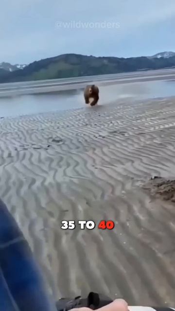 Never Provoke A Bear😱🐻 Or Else... смотреть онлайн