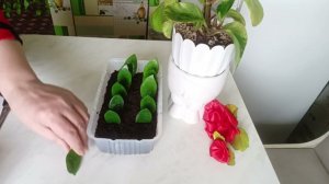 Укоренения листиками Замиокулькаса
