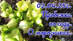 02.04.25г. Пробежка по саду. О морозниках..