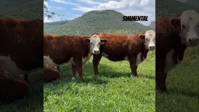 SIMMENTAL BUQALAR TOMOSHO.