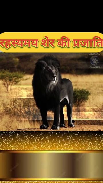 mysterious lion species रहस्यमय शेर की प्रजाति#shirts #subscribe #share #animal #animallover #anime смотреть онлайн