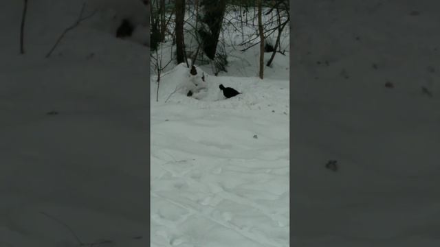 птица , дятел ищет личинки короеда смотреть онлайн