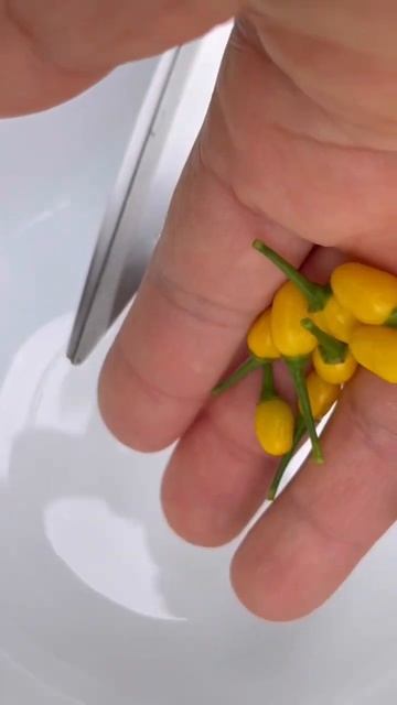 Small but mighty aji chaparati #hotpepper #hotpeppers #growingfood #gardening #backyardgardening